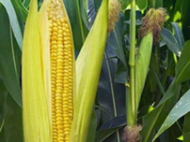 撫順 有機(jī)玉米