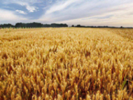 內(nèi)蒙古 巴彥淖爾小麥