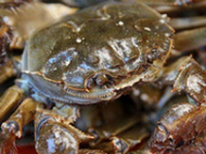 天津 七里海河蟹