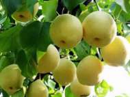 北京 門(mén)頭溝京白梨